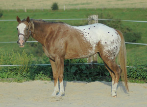 Mausi