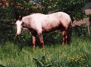 Pechudu