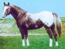Rustler`s Good Son